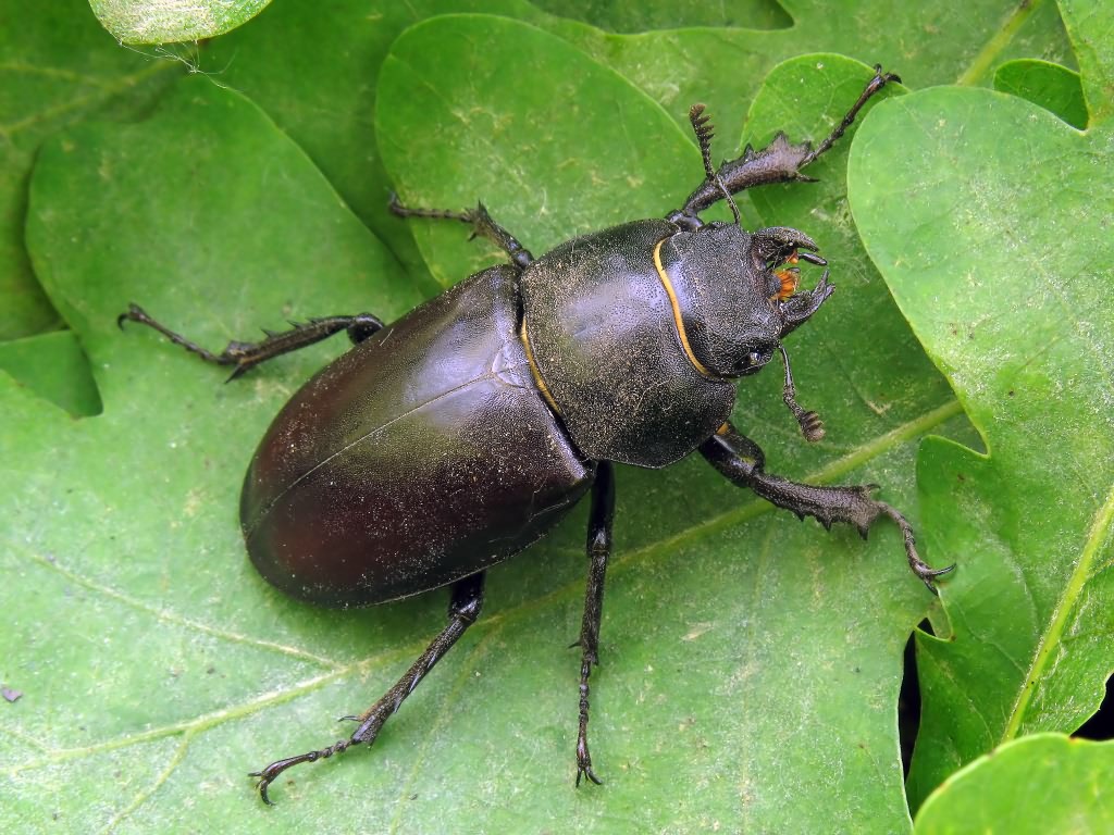 Lucanus cervus (Linnaeus, 1758)